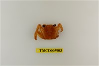 藏品(白紋方蟹)的圖片